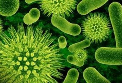 Vi khuẩn sống ảnh hưởng như thế nào đến tâm trạng của con người?